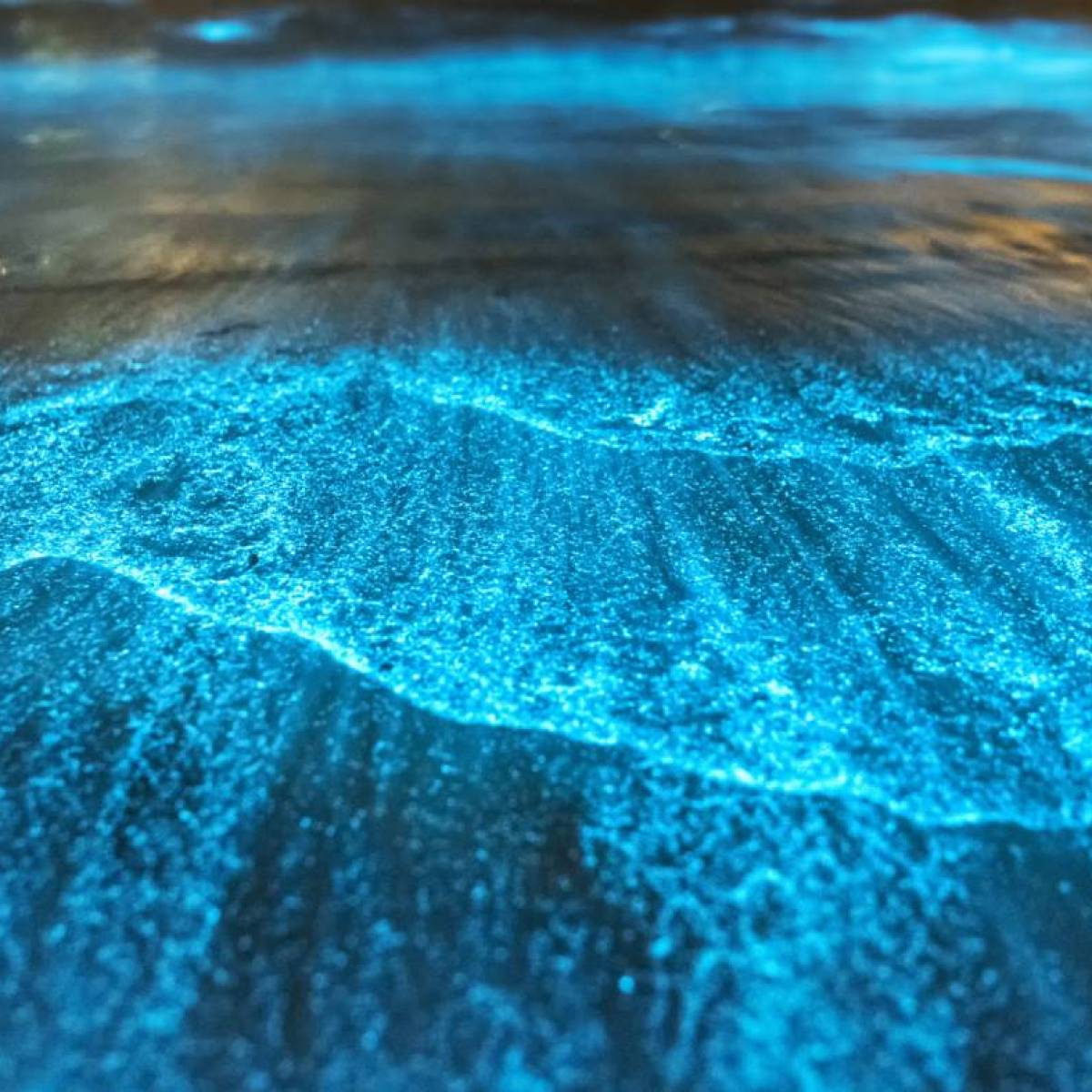 a blue and swimming in the water