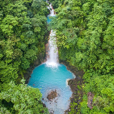a blue and green bushes
