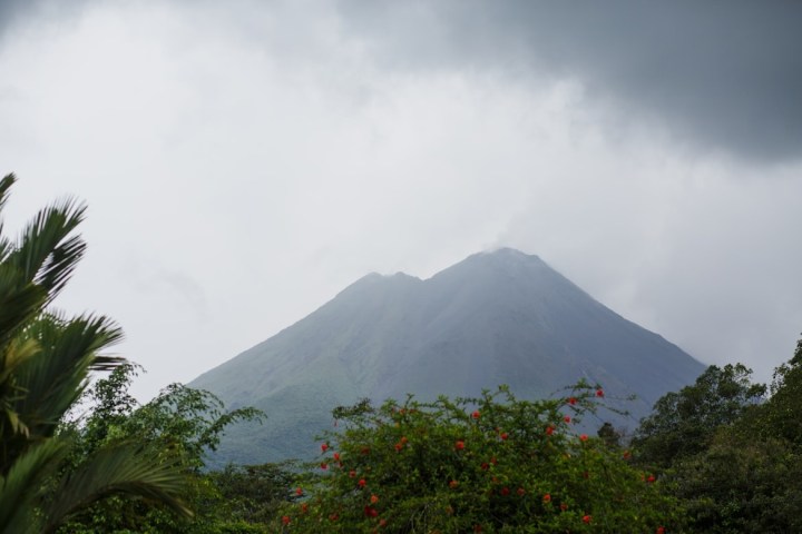 a tree with a mountain in the background