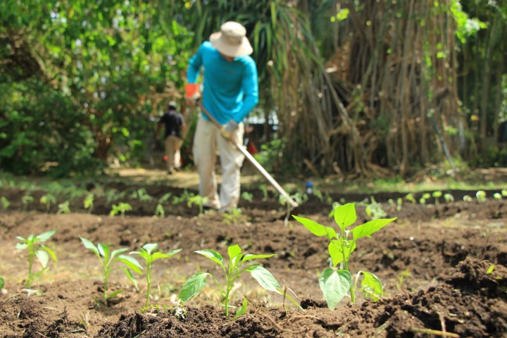 Person gardening, planting young seedlings, with a blurred background of trees and soil.
