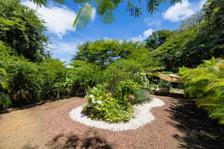 Garden with flowering plants, trees, and a sun umbrella on a sunny day.