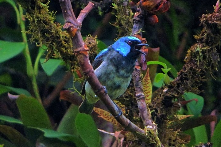 a small bird perched on a tree branch