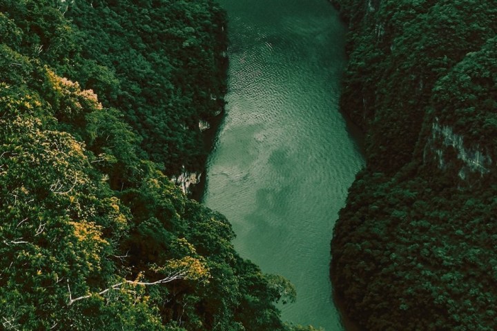 a group of bushes and trees