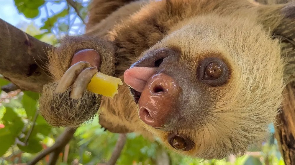 a close up of a koala