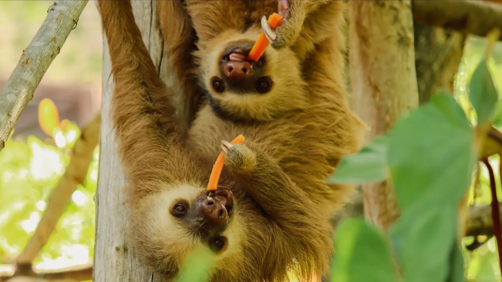 a close up of an animal