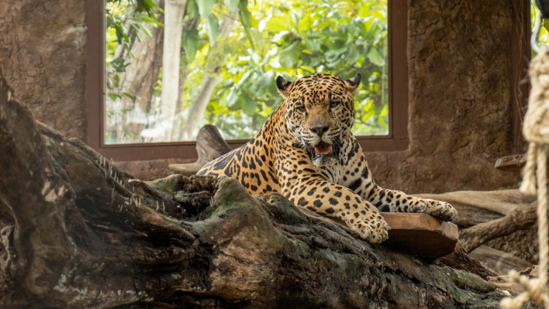 a leopard standing on a rock