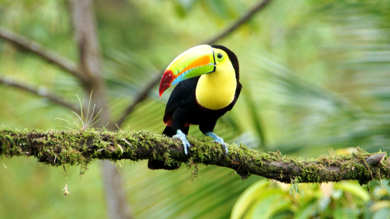 a colorful bird perched on a tree branch