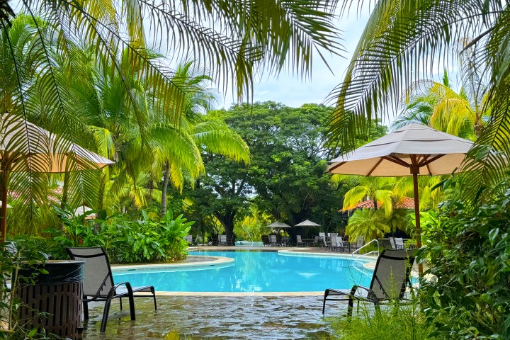 Tropical pool area with palm trees, umbrellas, and lounge chairs on a sunny day.