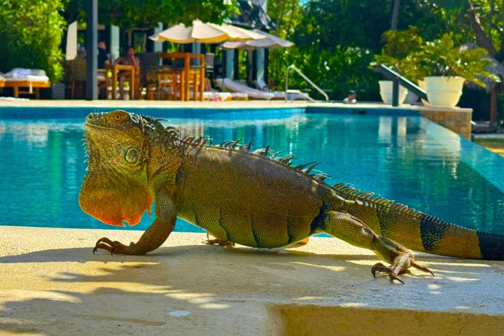 Large iguana on a poolside ledge with trees and chairs in the background.