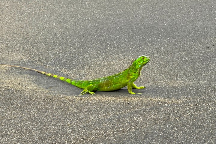 Green iguana walking on dark sandy ground.