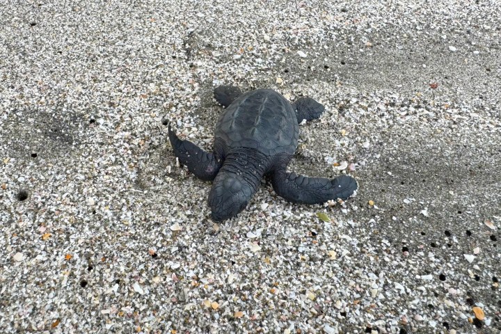 Baby sea turtle on sandy beach surrounded by small pebbles.