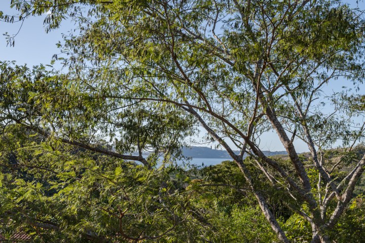 Tree branches with green leaves overlooking a distant mountain view.
