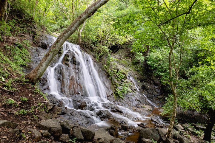 Small waterfall cascading over rocks surrounded by lush green trees and foliage.