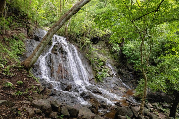 Waterfall flowing over rocks surrounded by lush green trees